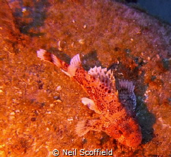 Scorpion Fish in Arguineguin Reef, Gran Canaria by Neil Scoffield 